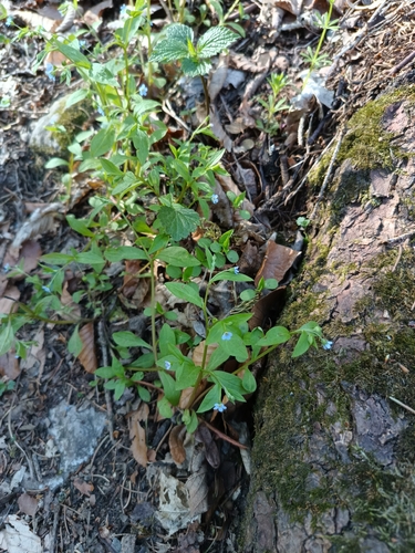Memoremea scorpioides, photograph 2