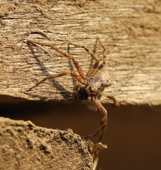 Philodromus aureolus