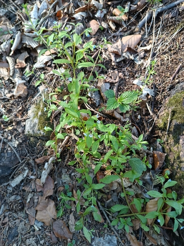Memoremea scorpioides, photograph 3