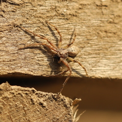 Philodromus aureolus