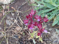 Anacamptis papilionacea papilionacea