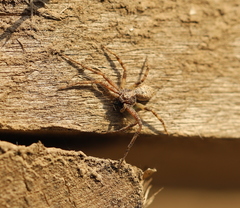 Philodromus aureolus