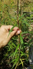 Helianthus verticillatus