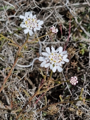 Iberis procumbens, photograph (c) ahabo, some rights reserved (CC BY)
