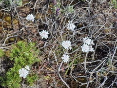 Iberis procumbens, photograph (c) ahabo, some rights reserved (CC BY)
