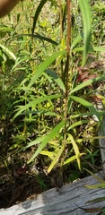 Helianthus verticillatus