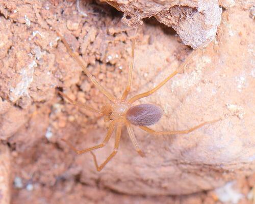 Recluse Spiders