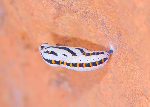 Chinati Checkerspot