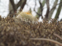 Mammillaria dixanthocentron
