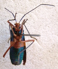 Paryphes blandus