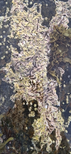Spirobranchus kraussii observed 2026-04-26
