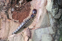 Phaeostigma notata