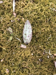 Erythronium americanum