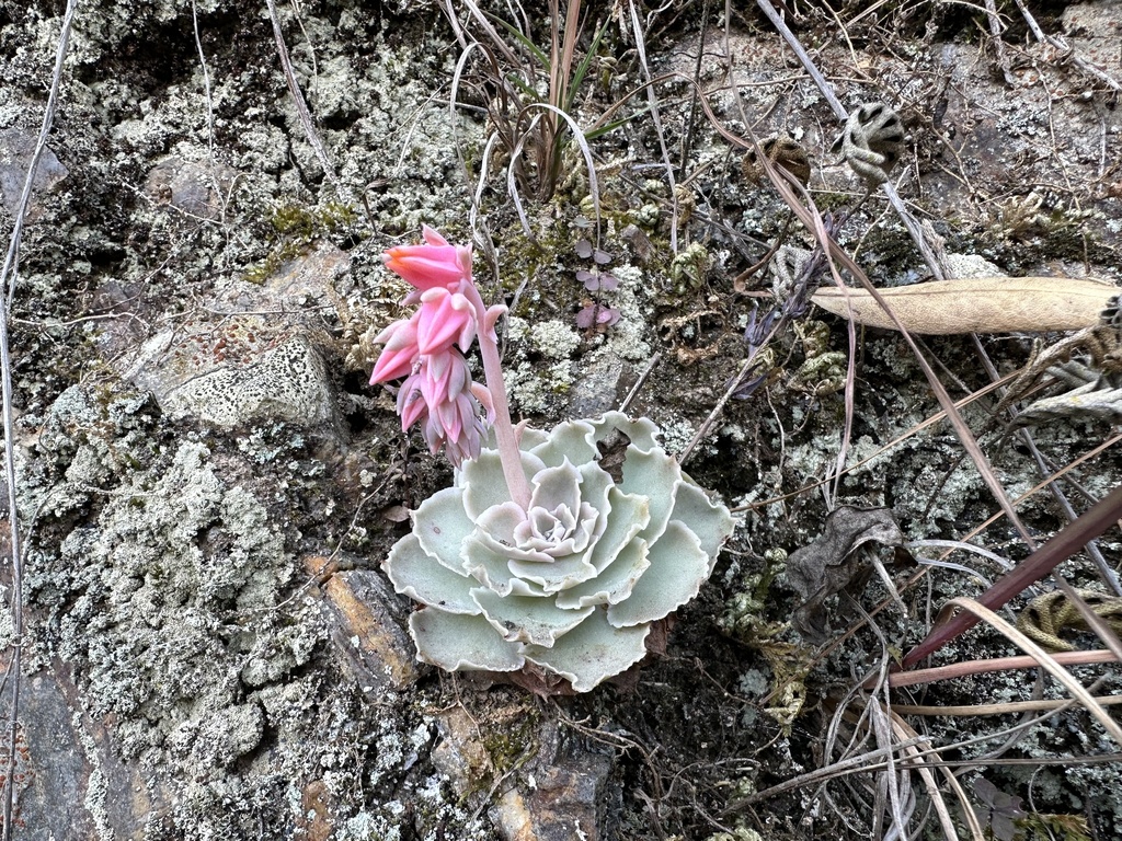 Echeveria