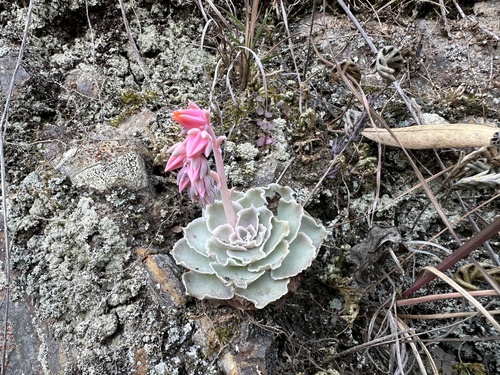 Echeveria shaviana