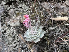 Echeveria shaviana