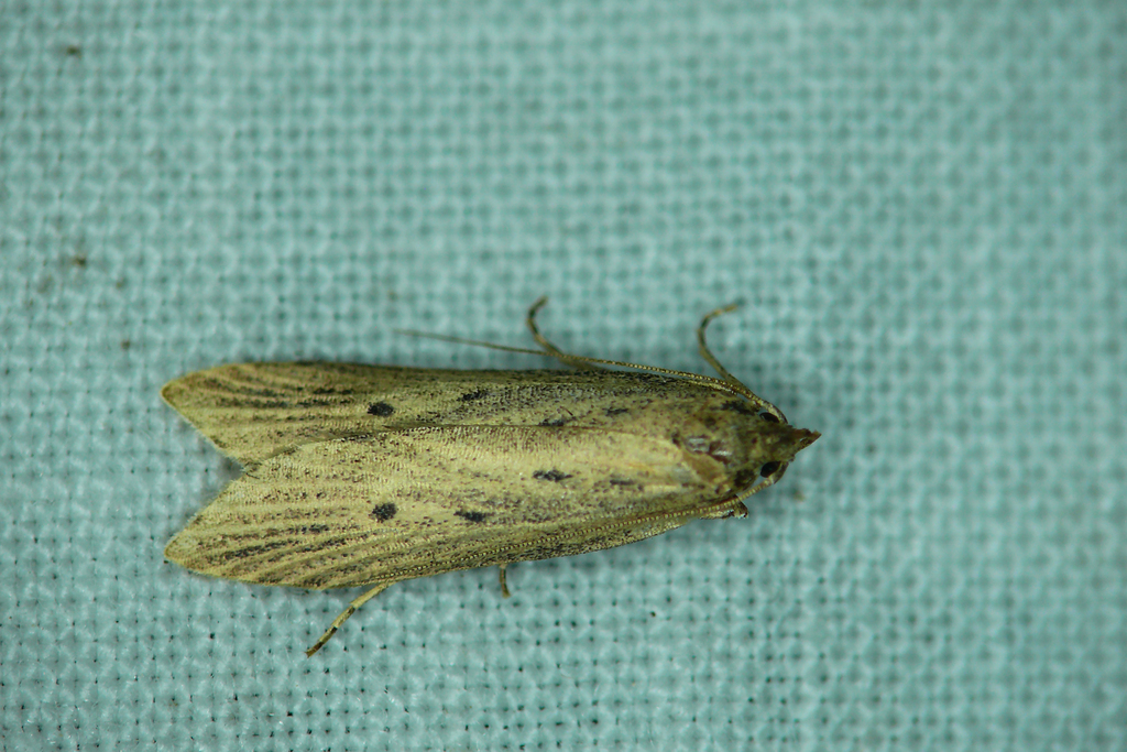 Atremaea