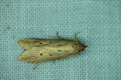 Atremaea lonchoptera