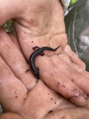 Plethodontinae