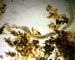 Aeolosoma