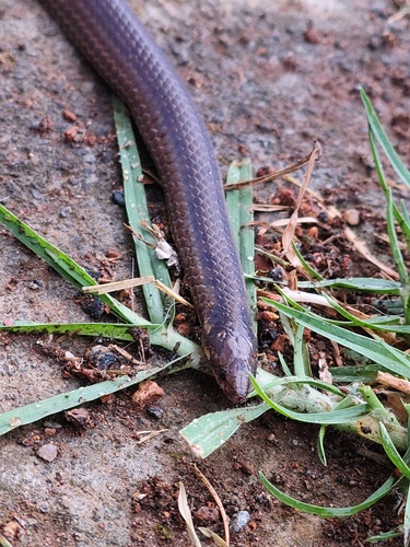 Perrotet's Mountain Snake
