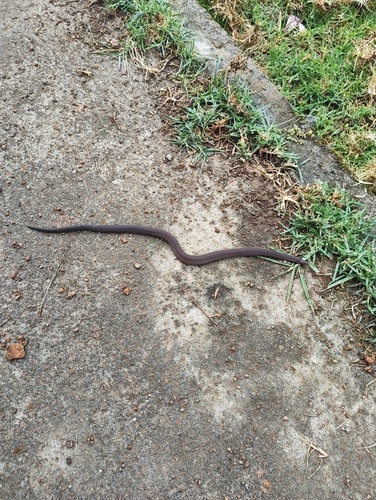Perrotet's Mountain Snake