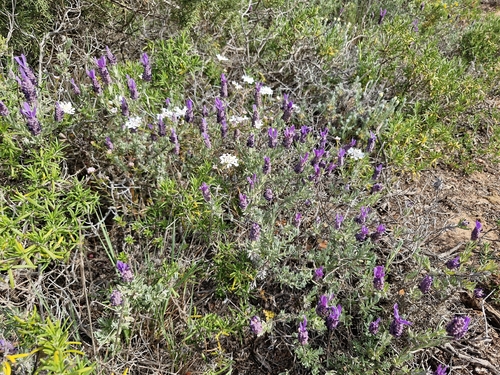 Iberis procumbens, photograph 6