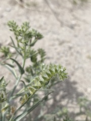 Johnstonella costata