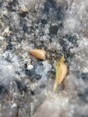 Johnstonella costata