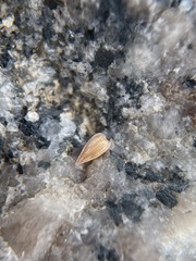 Johnstonella costata