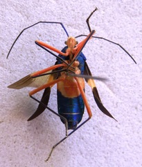 Paryphes blandus