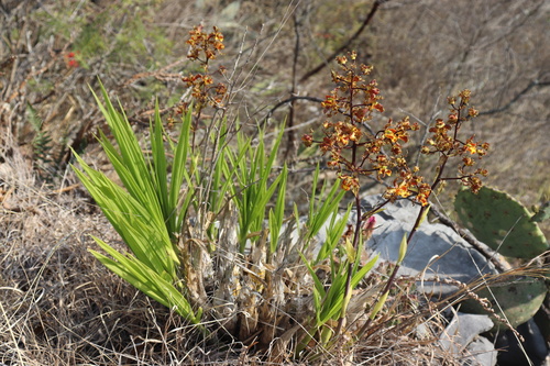 Cyrtopodium macrobulbon, photograph 6