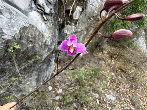 Bletia purpurea, photograph 5
