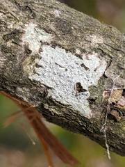 Ostropomycetidae