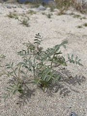 Astragalus geyeri geyeri