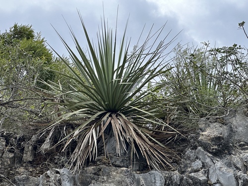 Nolina nelsonii