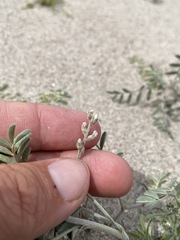 Astragalus geyeri geyeri