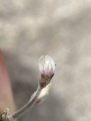 Astragalus geyeri geyeri