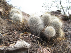 Mammillaria dixanthocentron