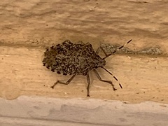 Rhaphigaster nebulosa