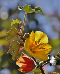 Fremontodendron mexicanum