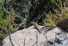 Liolaemus constanzae