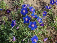Lysimachia monelli, photograph ahabo, CC BY, iNaturalist via GBIF