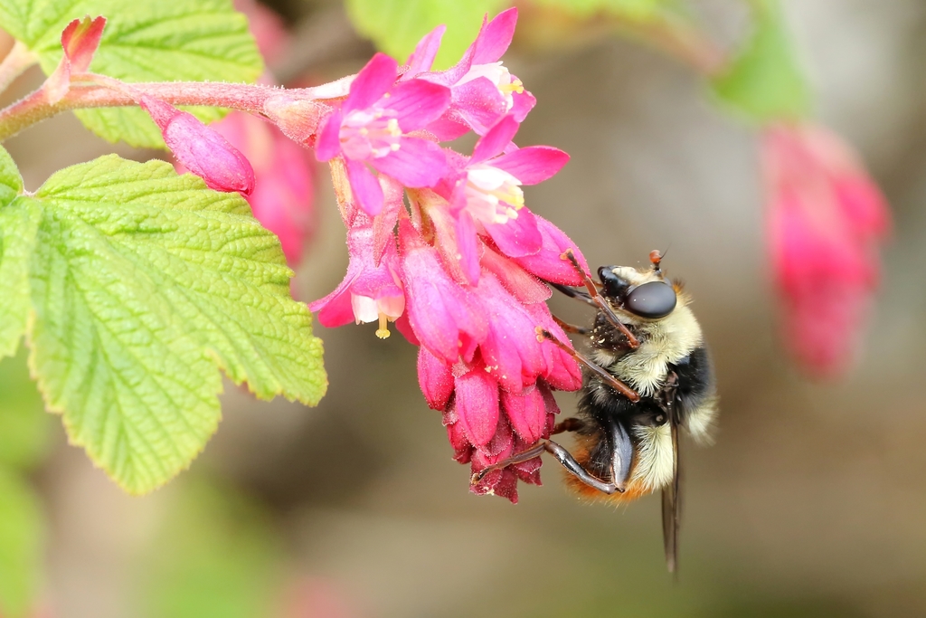 Red-tailed Bumblefly