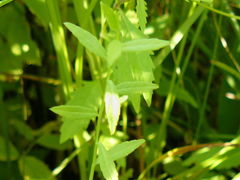Campanula aparinoides