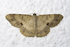 Luxiaria subrasata