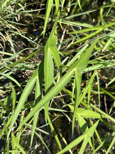 Sagittaria longiloba