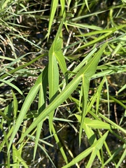 Sagittaria longiloba