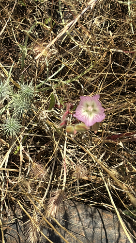iNaturalist observation photo of fringed checkerbloom