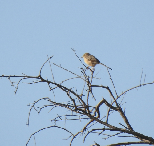 Common Babbler (Argya caudata), photo 8